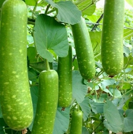 Bầu