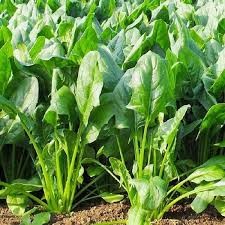 NC - Cải Bó Xôi hữu cơ