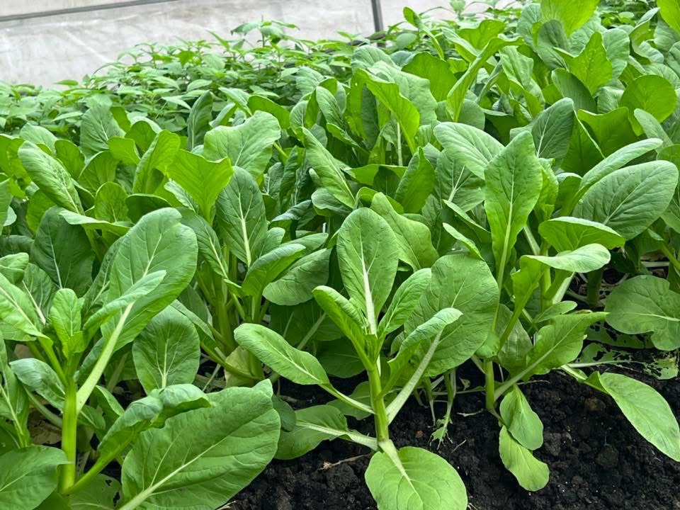 NC - Cải Ngồng hữu cơ