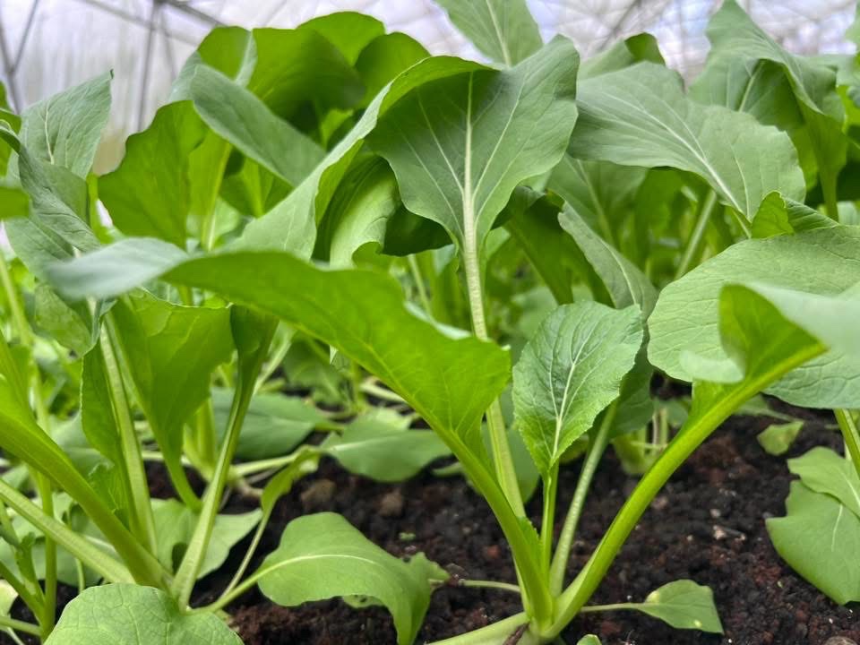 NC - Cải Ngọt hữu cơ