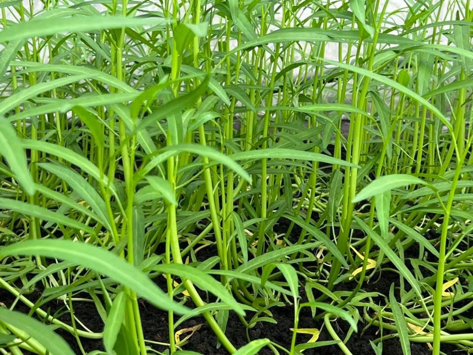 NC - Rau Muống hữu cơ