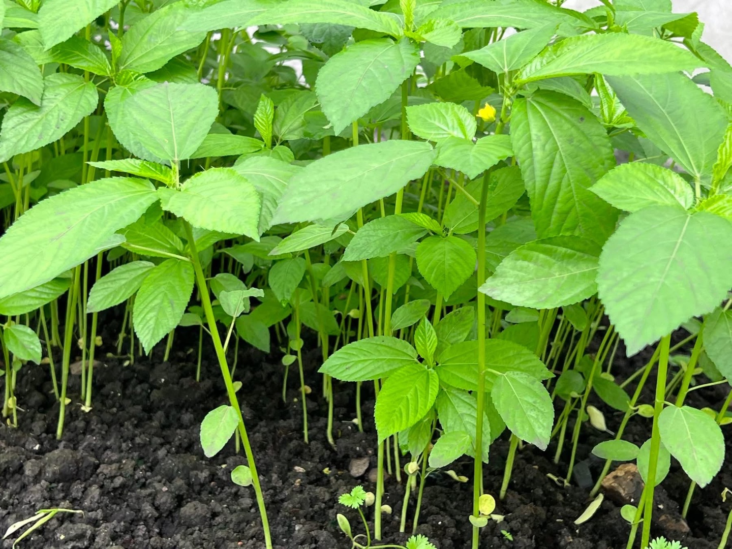 NC - Rau Đay hữu cơ