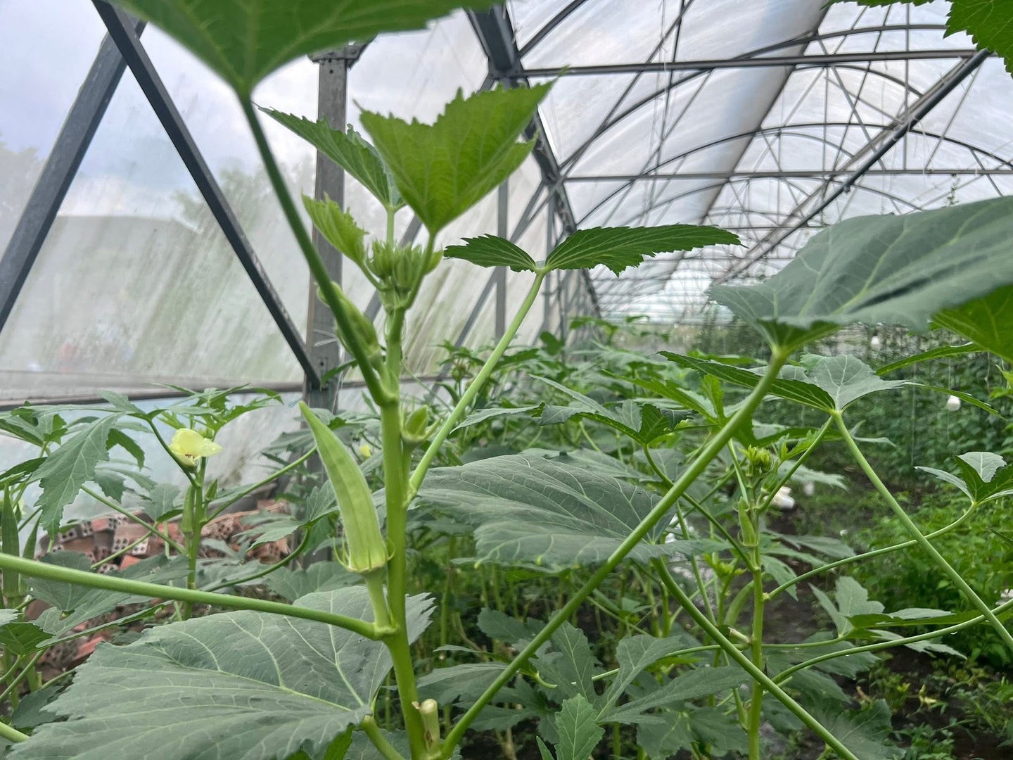 NC - Đậu Bắp hữu cơ 350g