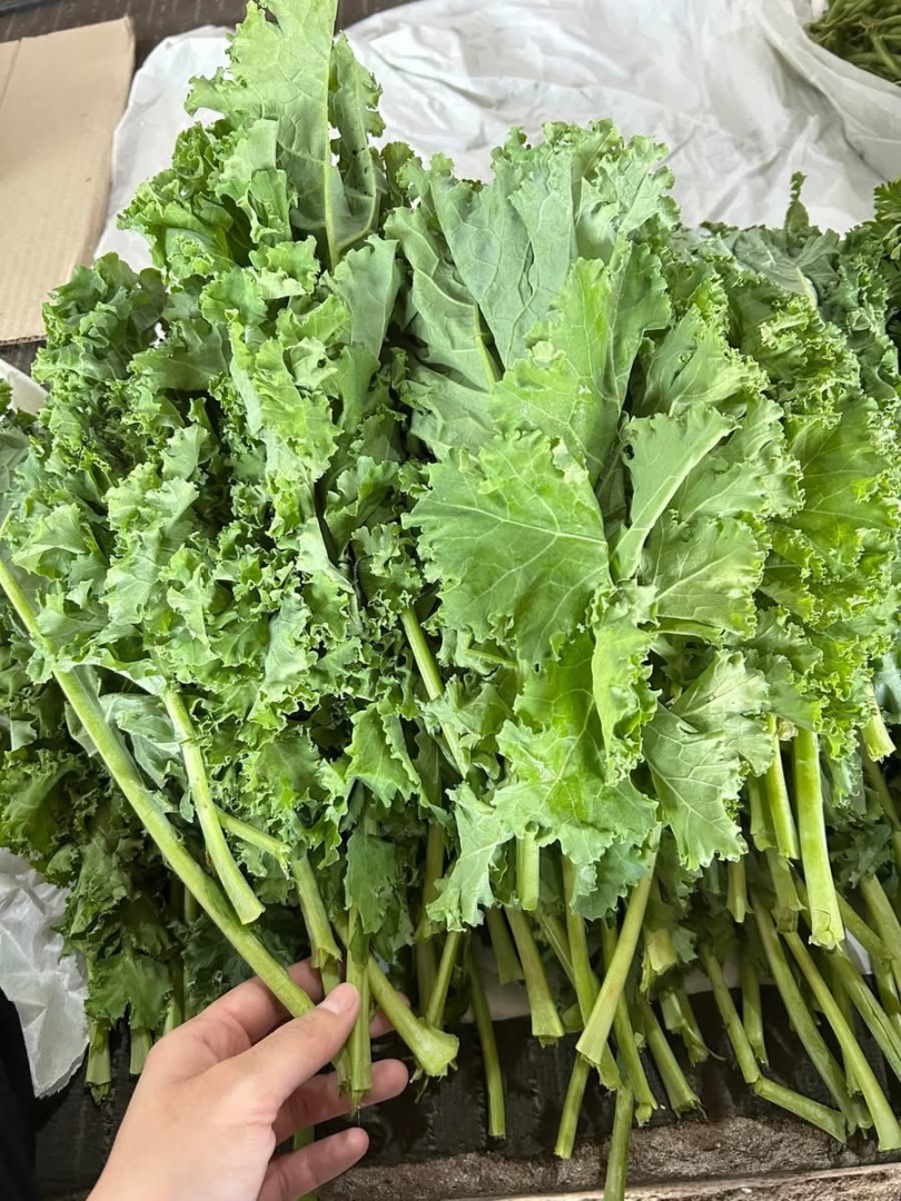 TSF - Kale hữu cơ