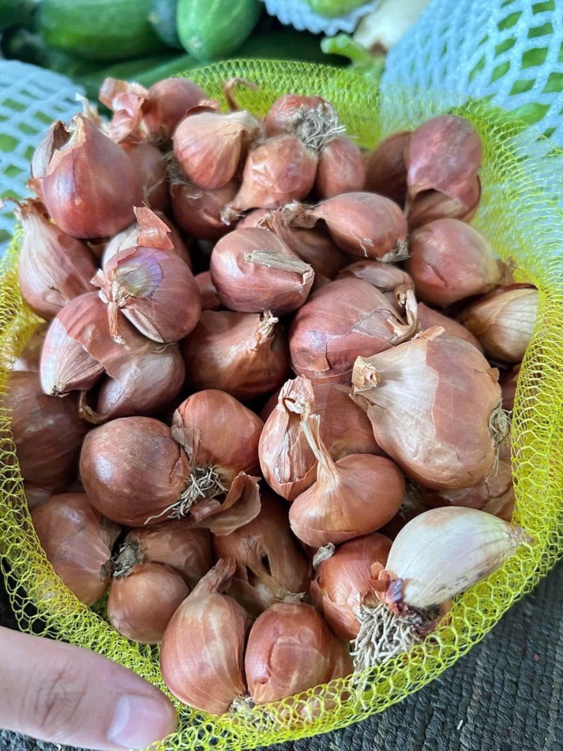 BB - Hành Tím hữu cơ