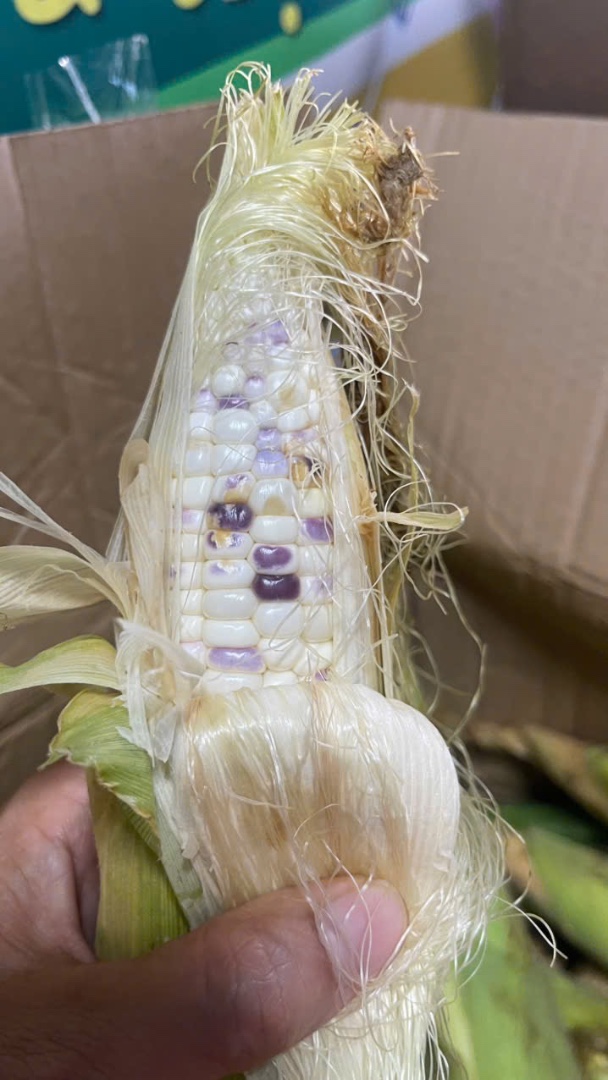 BB - Bắp Nếp hữu cơ - Image 1