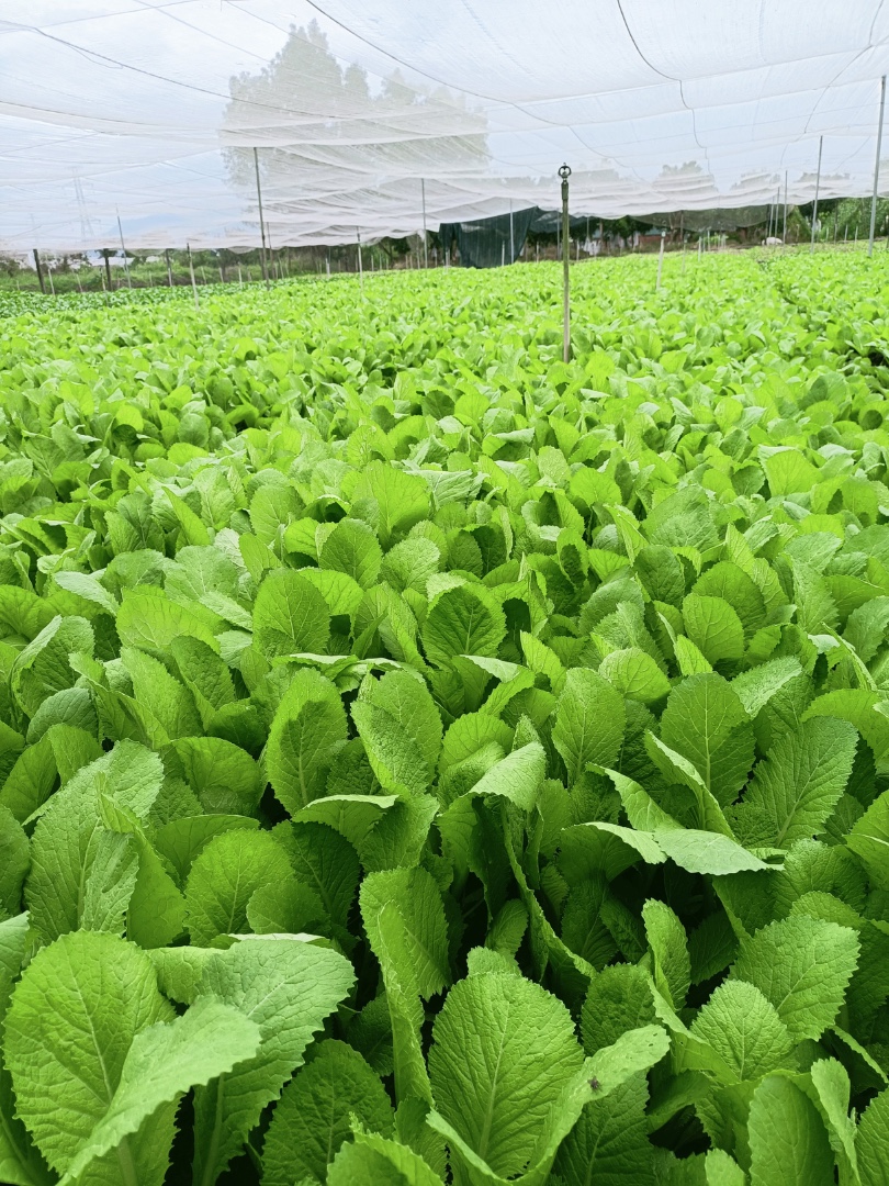 NC - Cải Cay hữu cơ