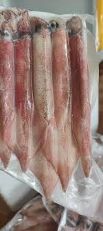 Mực ống gim câu đảo PQ