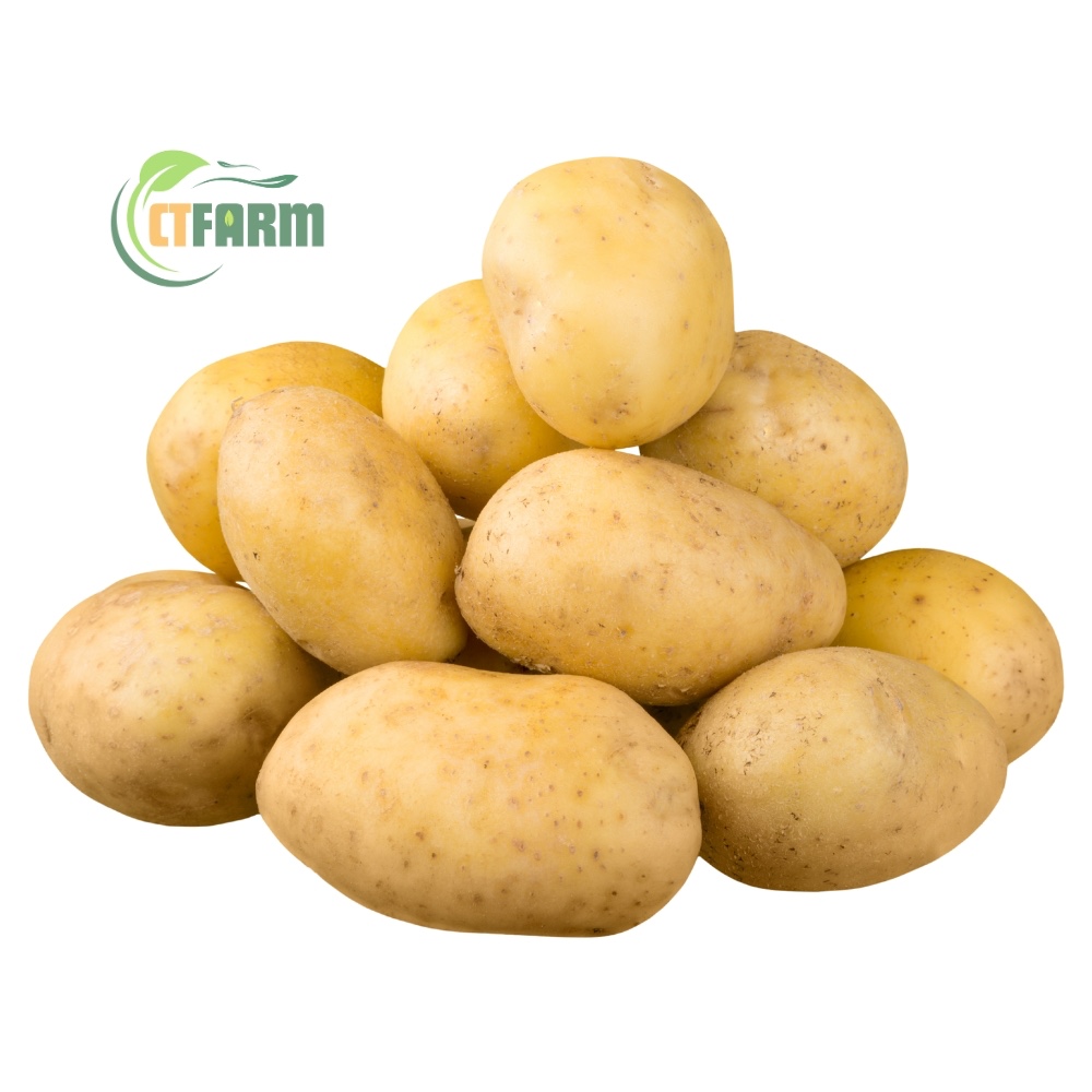 CTF - Khoai Tây hữu cơ