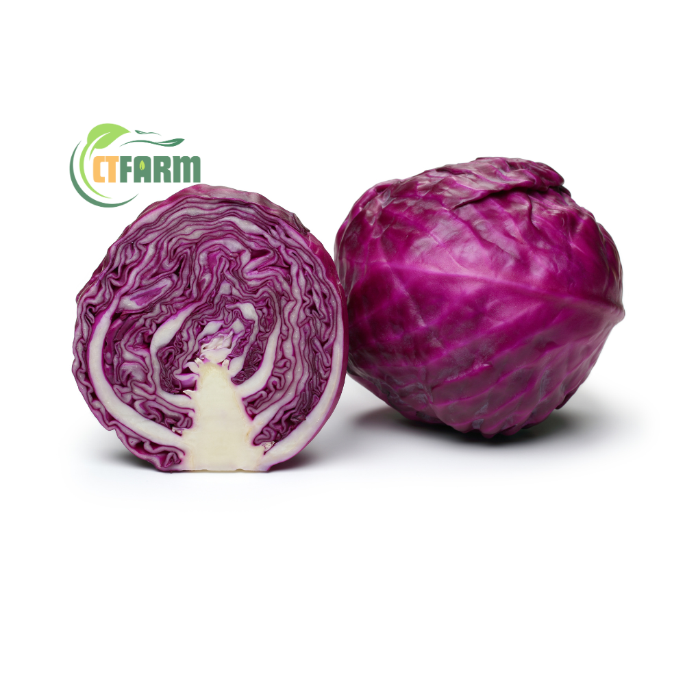 CTF - Bắp Cải Tím hữu cơ