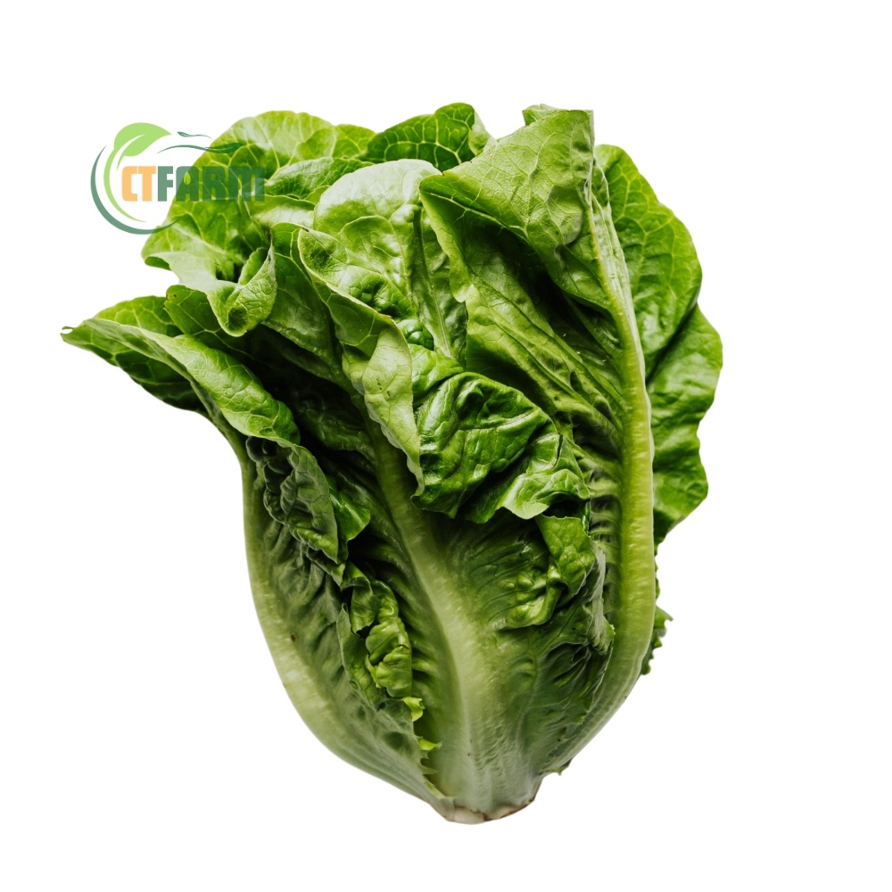 CTF - Xà Lách Sanchu hữu cơ 