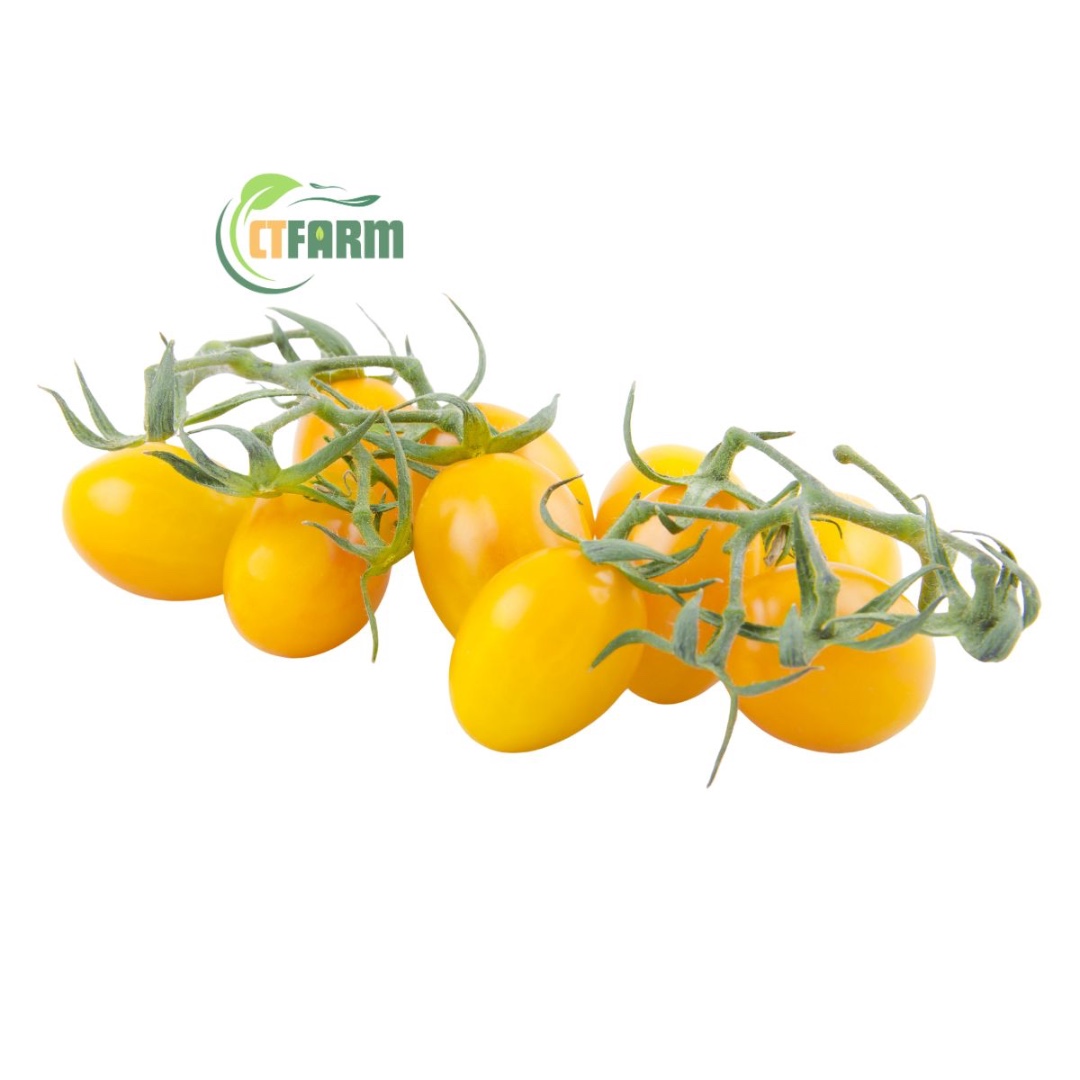 CTF - Cà Chua Bi hữu cơ