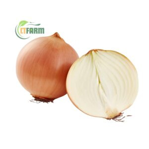 CTF - Hành Tây hữu cơ