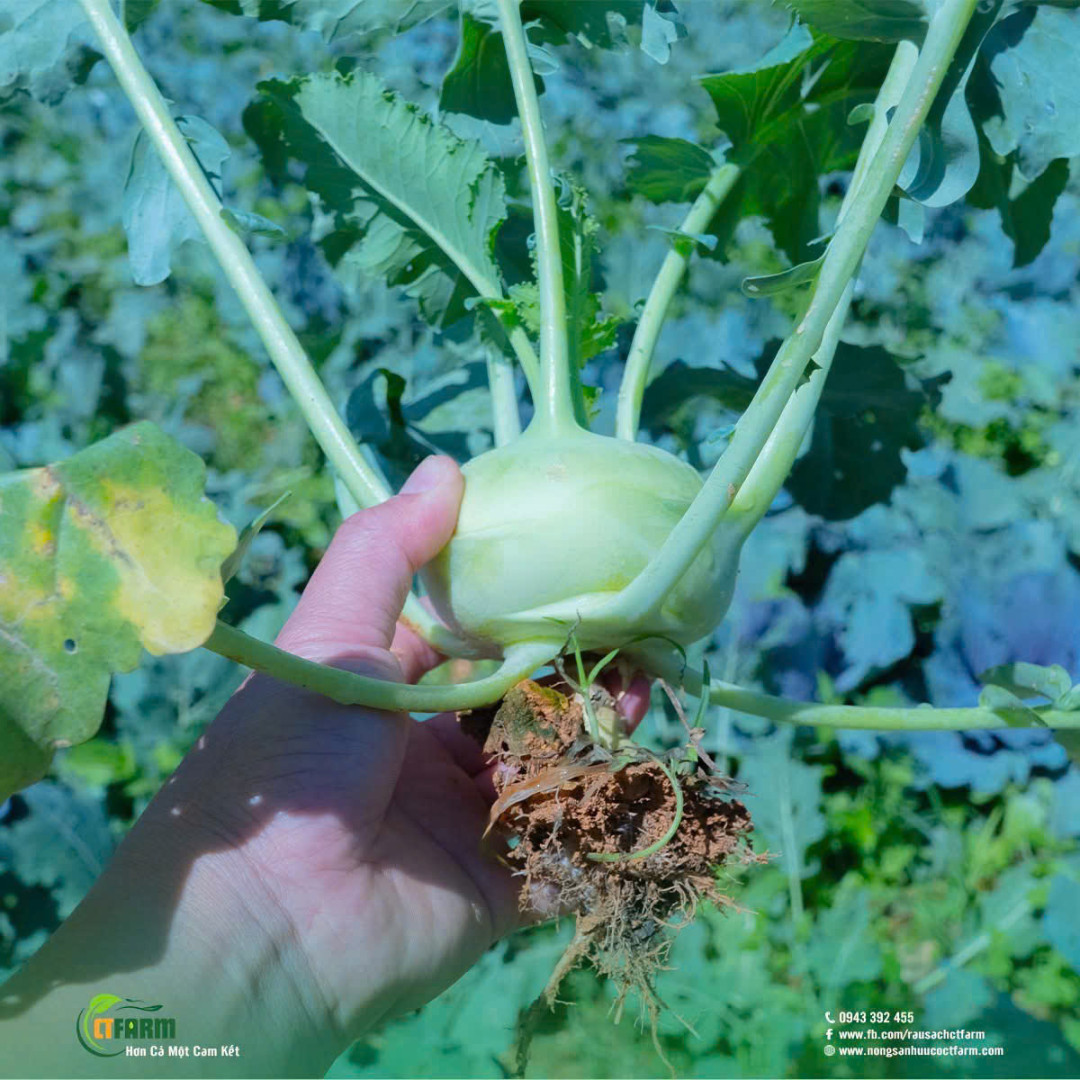 CFT - Su Hào hữu cơ