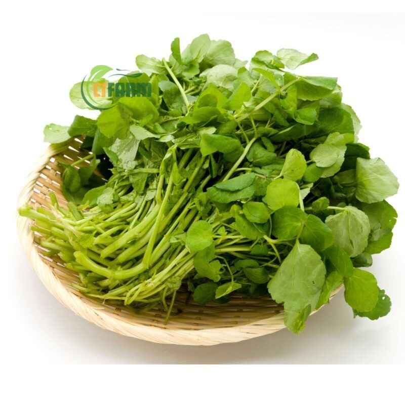 CTF - Xà Lách Xoong hữu cơ