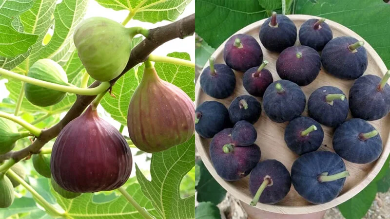 Sung Mỹ Suối Tiên hộp 500g