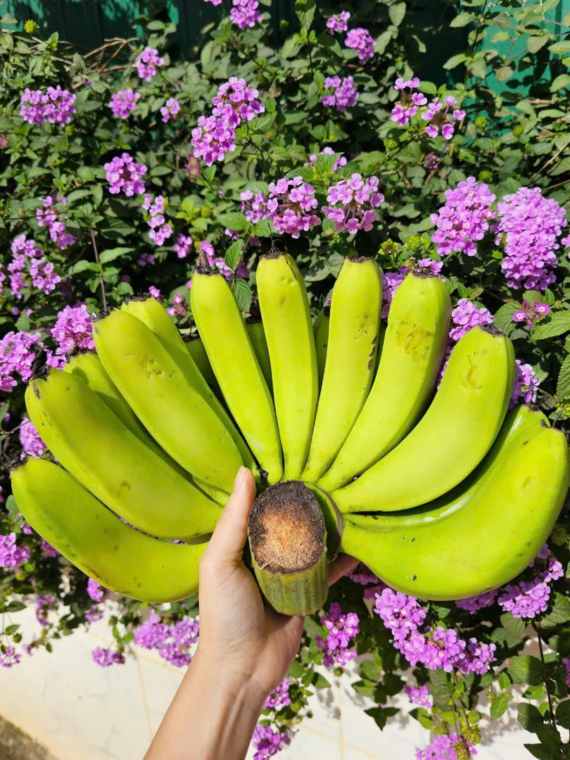 Chuối laba Đà Lạt Vietgap