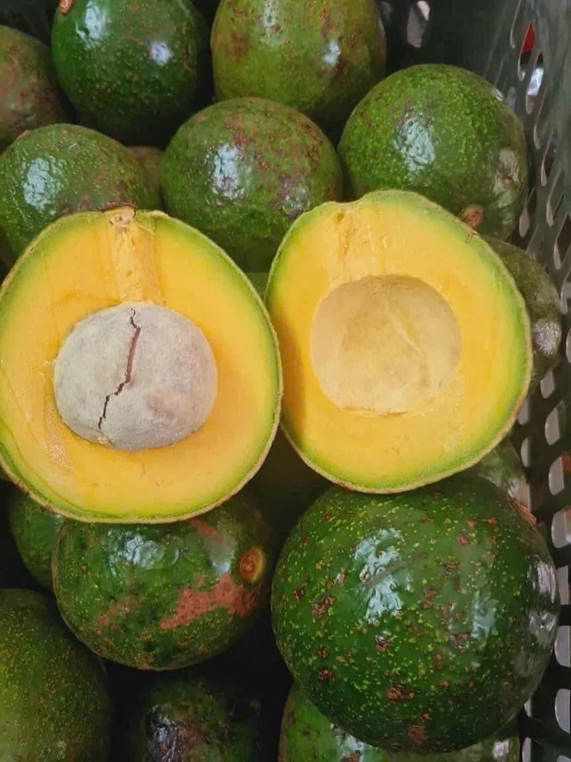 Bơ sáp sạch Lâm Đồng